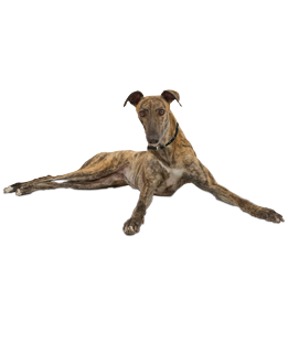 Greyhound Puppies - Greyhound Rescue and Adoption Near You