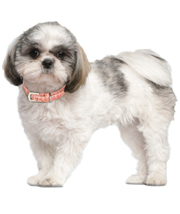 Shih Tzu Puppies - Shih Tzu Rescue and Adoption Near You