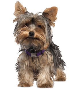 Yorkie Puppies - Yorkie Rescue and Adoption Near You