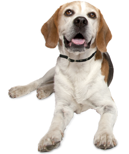 Beagle Puppies - Beagle Rescue and Adoption Near You