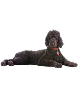Poodle Puppies Poodle Rescue And Adoption Near You